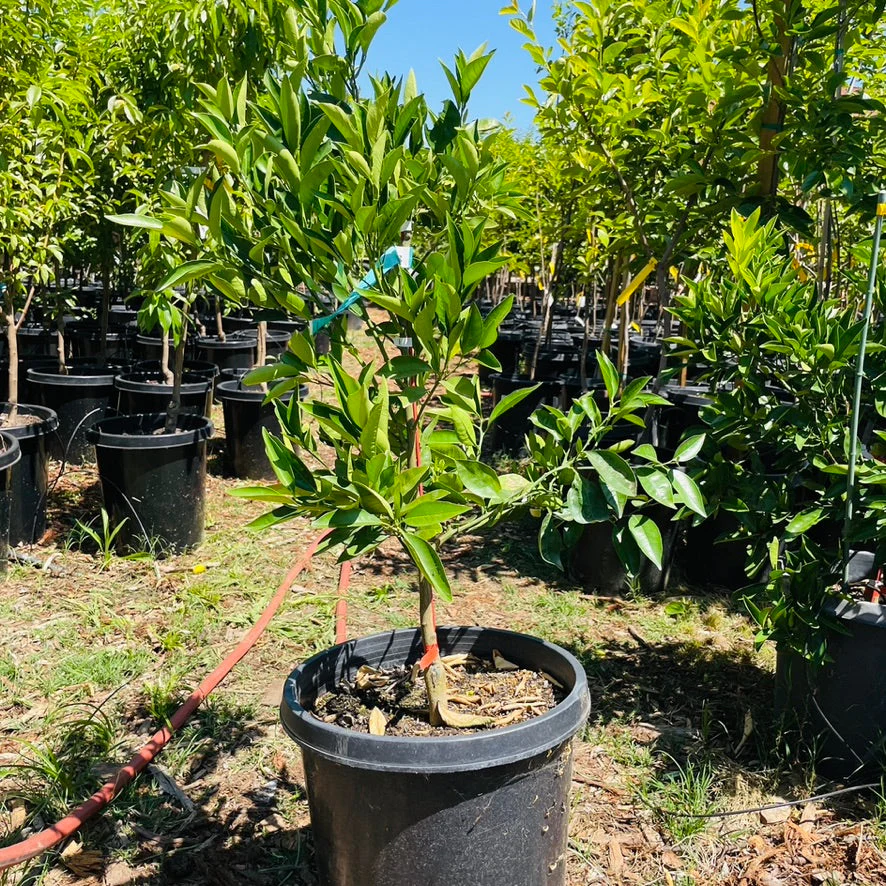 Lane Late Navel Orange - Image 2