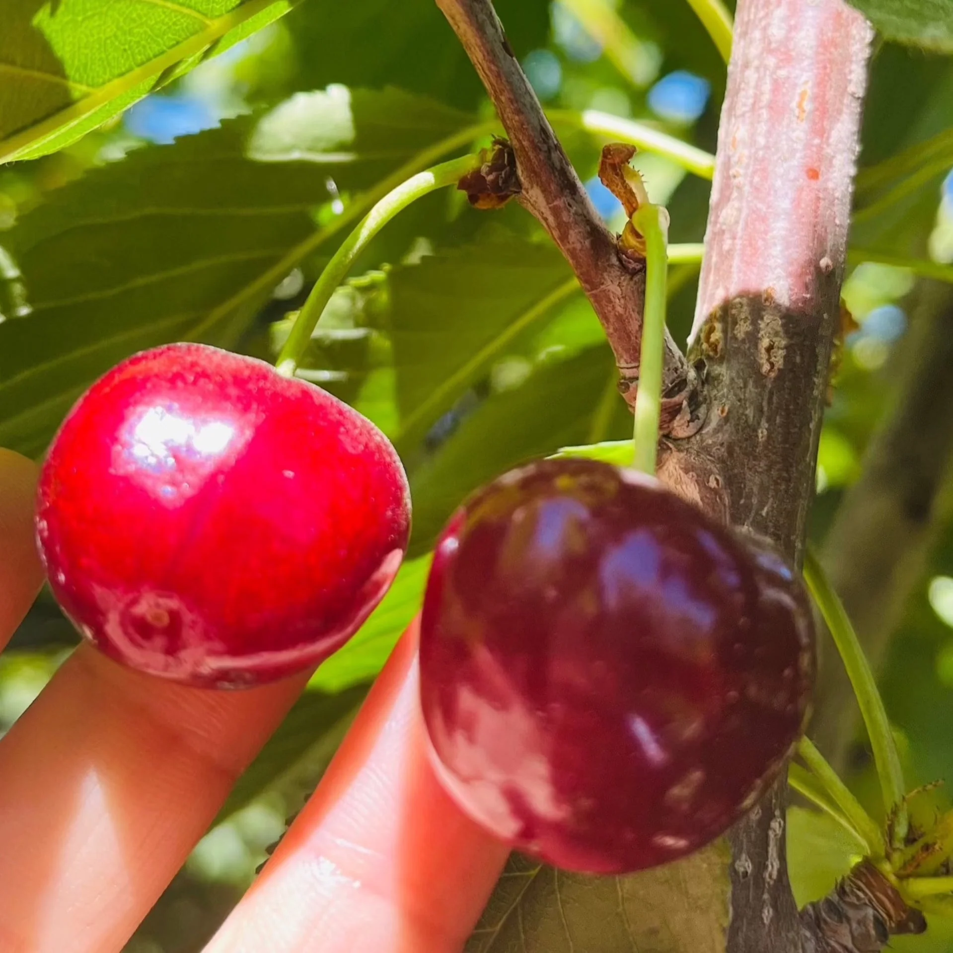 Lapins Sweet Cherry