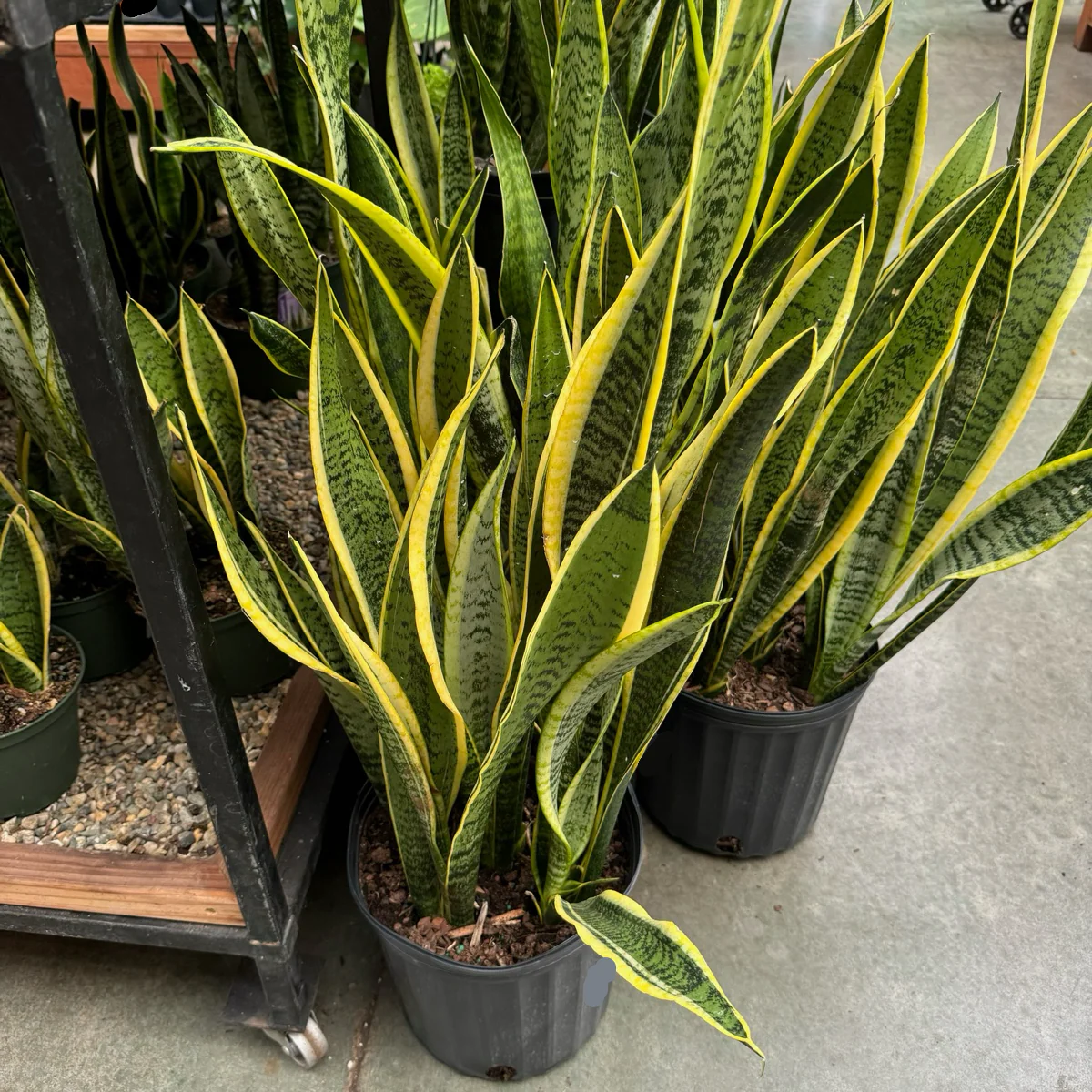 Laurentii Snake Plant - Image 1