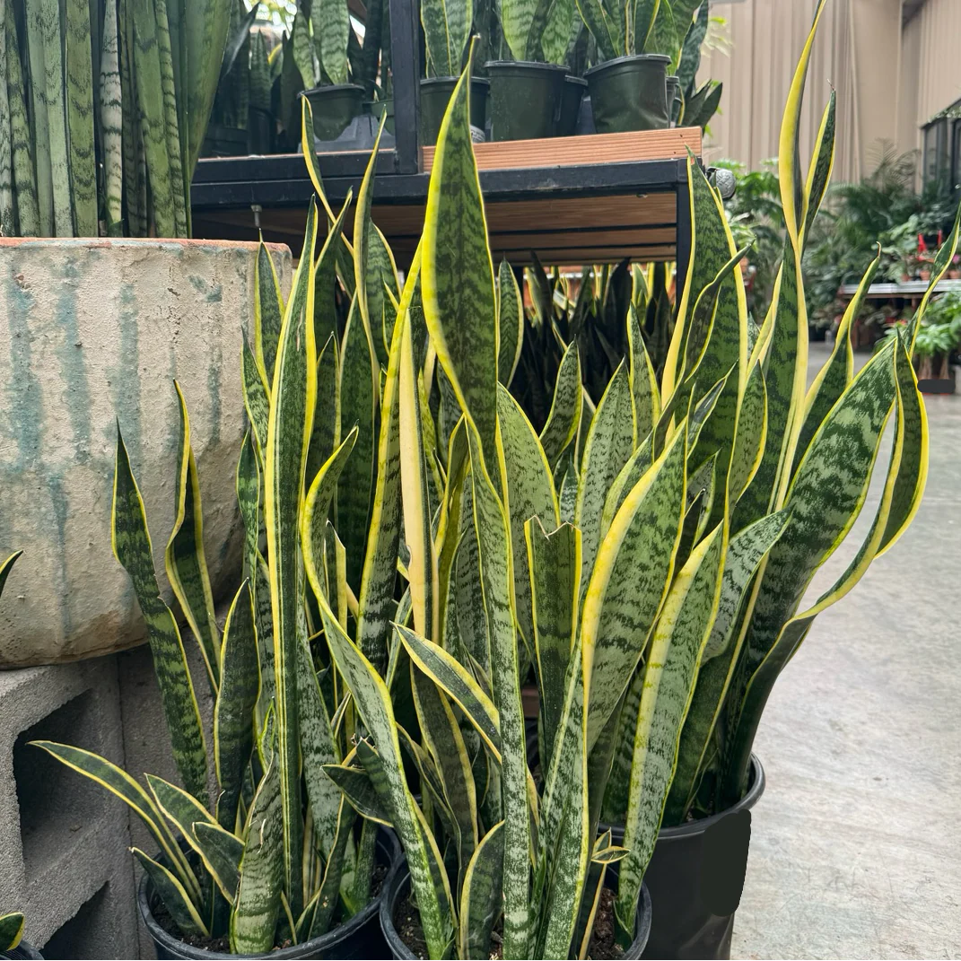 Laurentii Snake Plant - Image 2