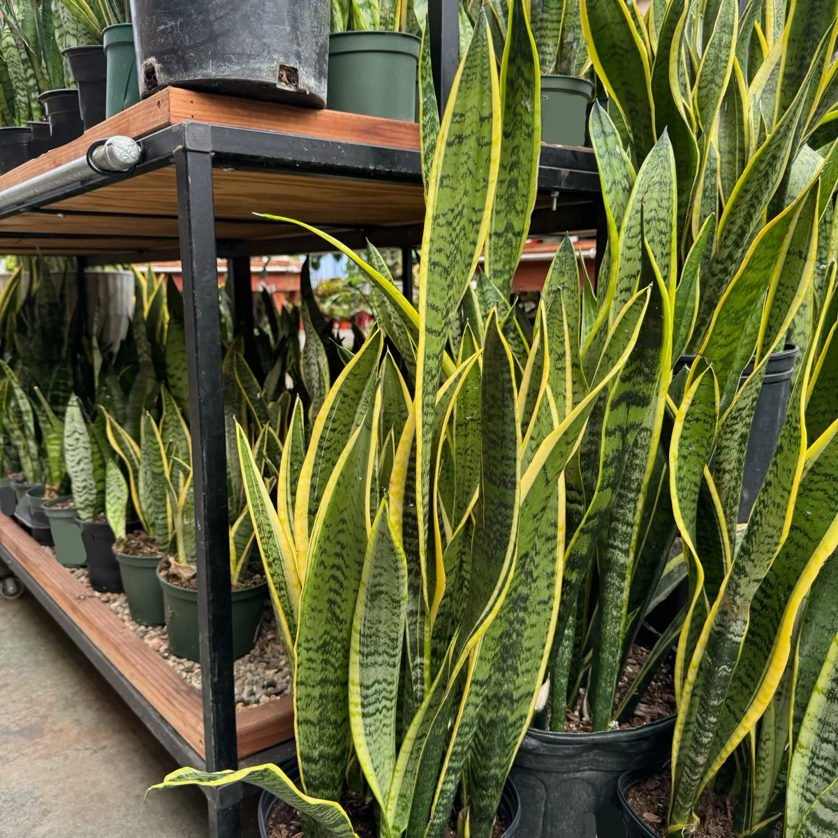 Laurentii Snake Plant - Image 3