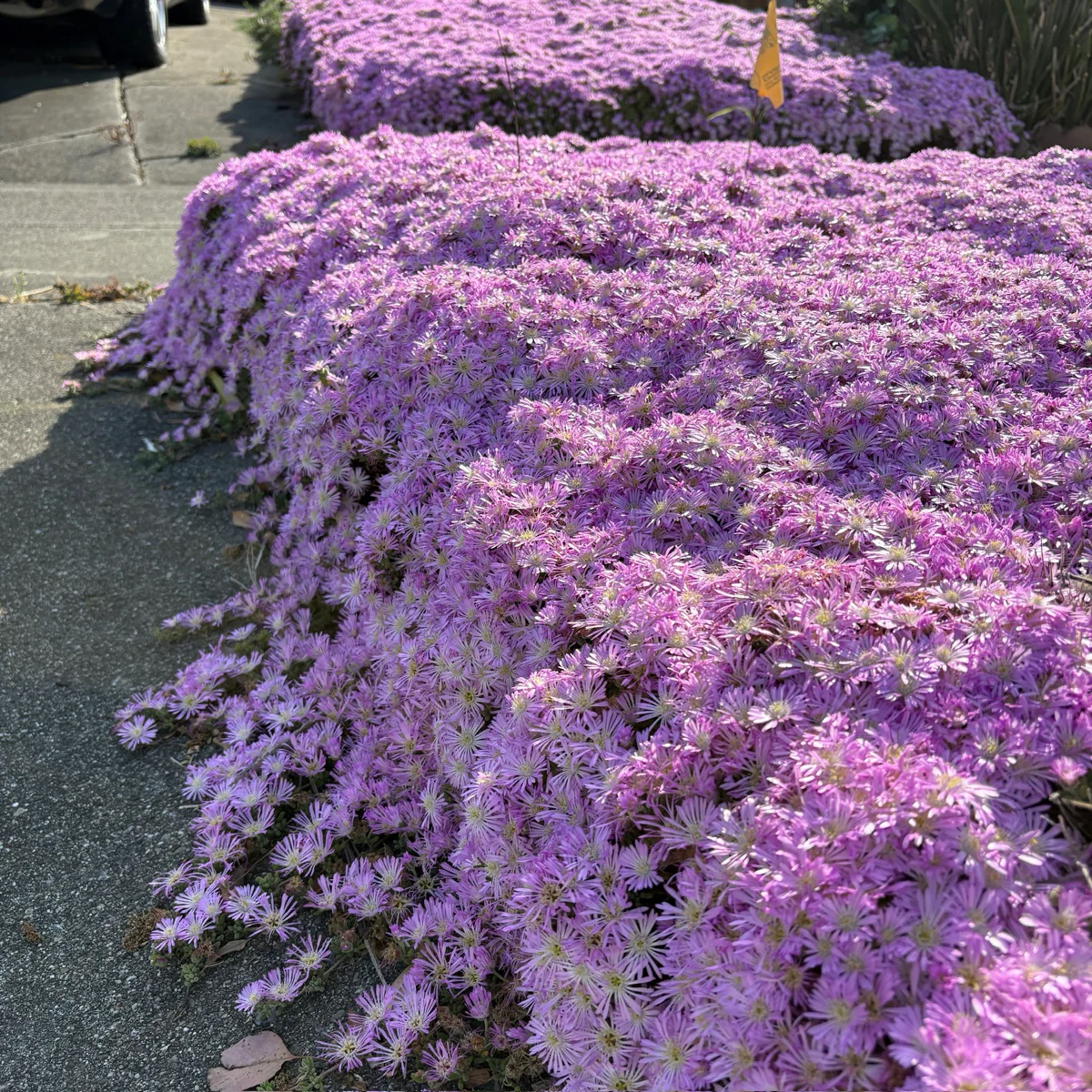 Lavender Ice Plant - Image 1