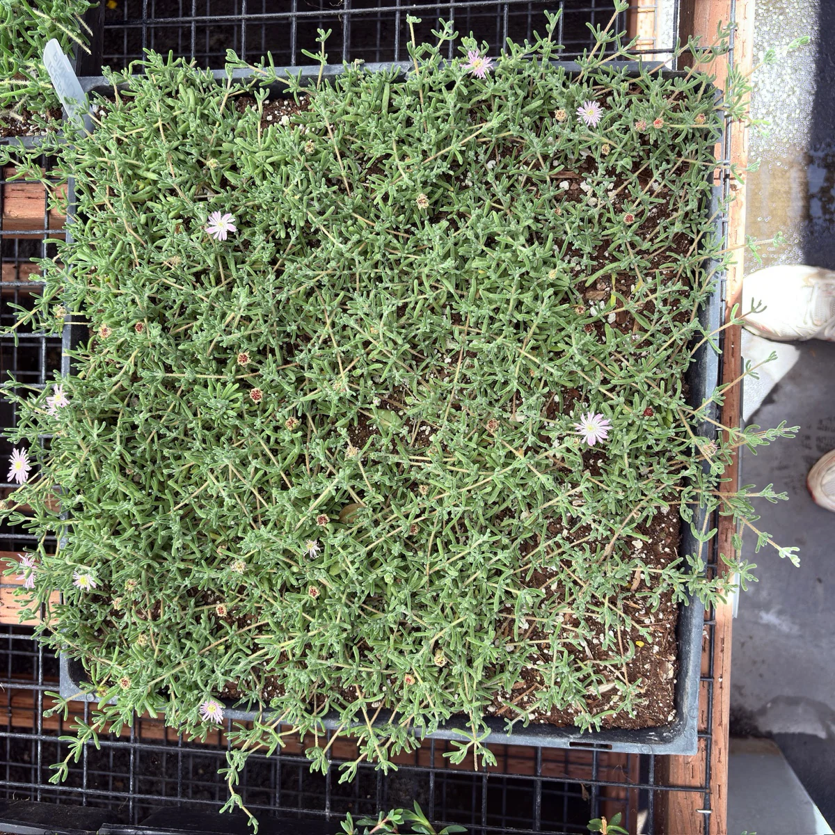 Lavender Ice Plant - Image 2