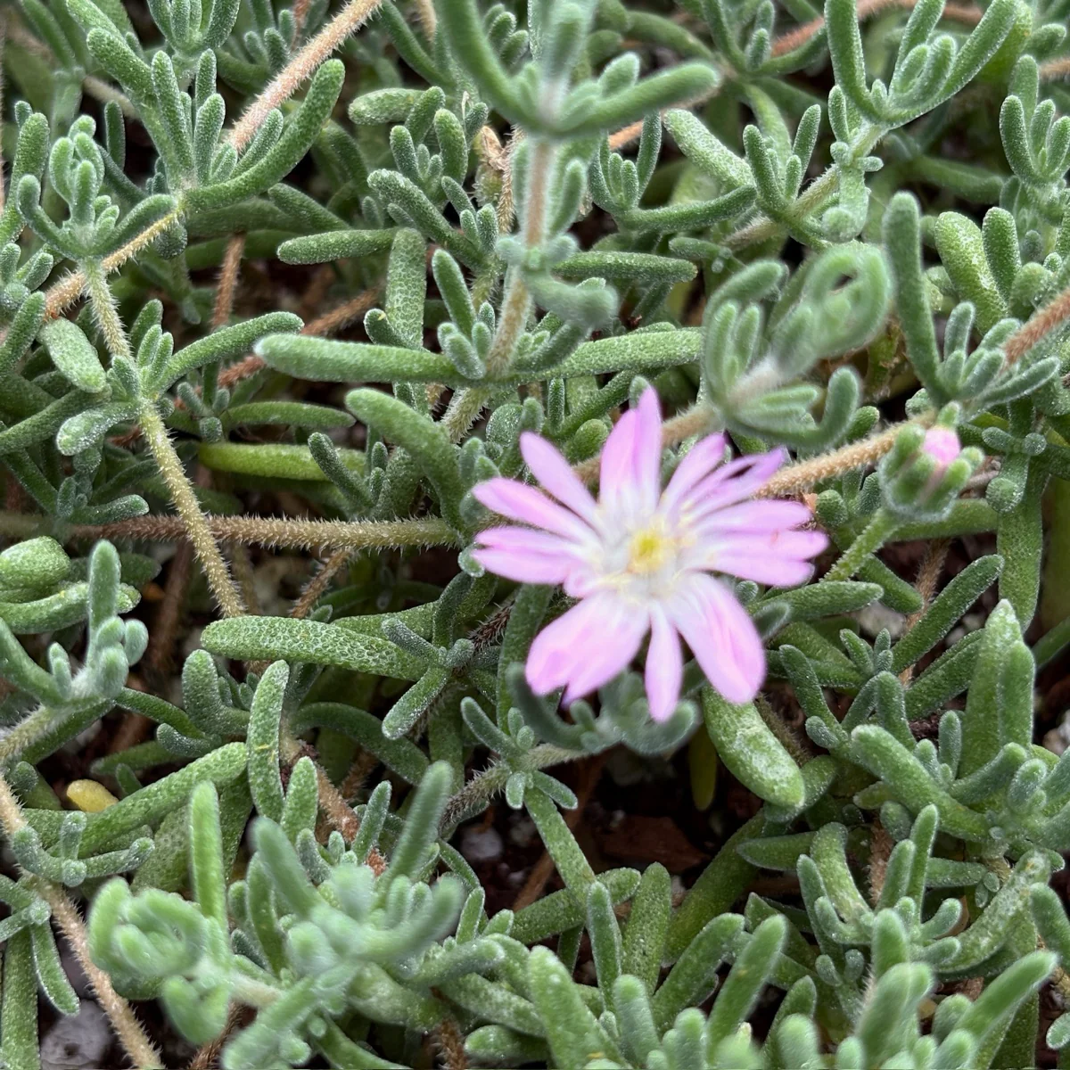 Lavender Ice Plant - Image 3