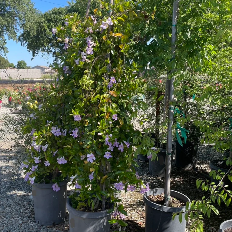 Lavender Trumpet Vine - Image 1