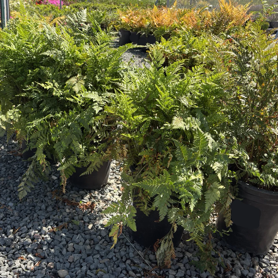 Leatherleaf Fern - Image 2