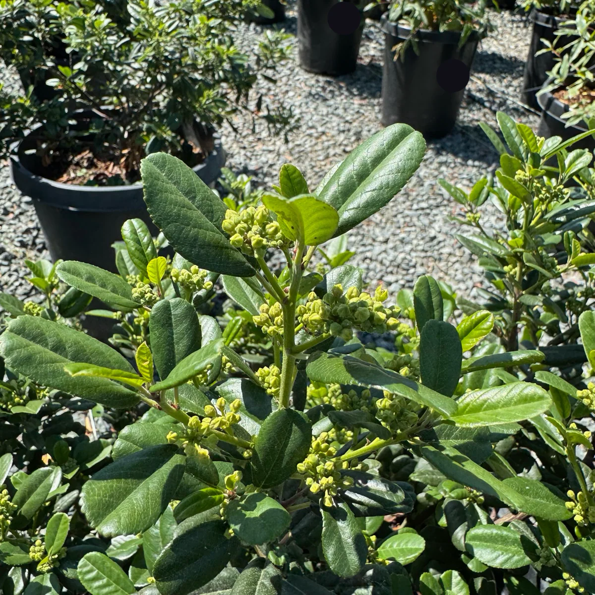 Leatherleaf Coffeeberry - Image 1