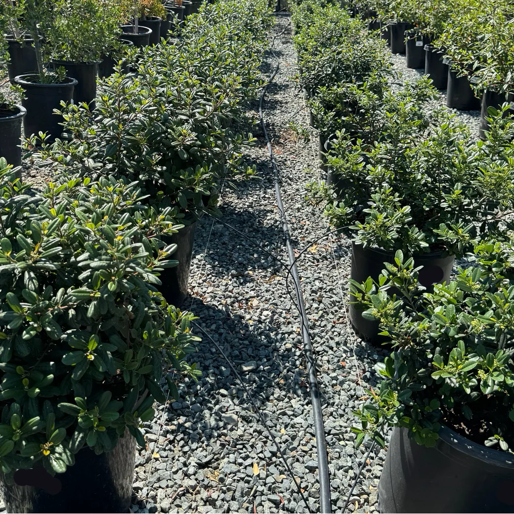 Leatherleaf Coffeeberry - Image 2