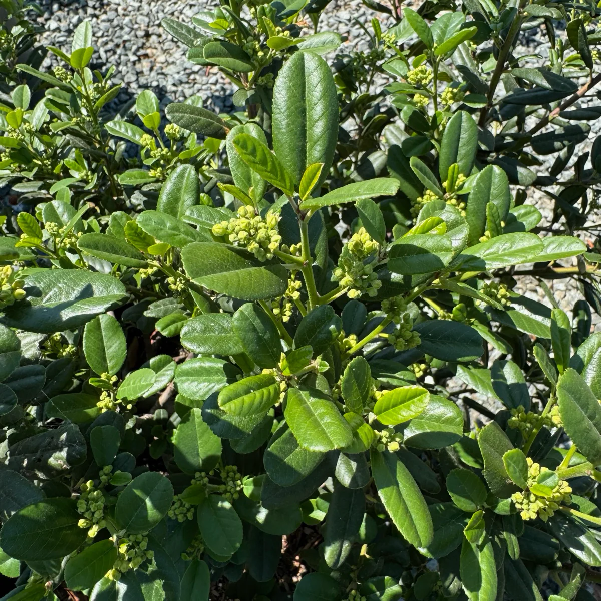 Leatherleaf Coffeeberry - Image 3