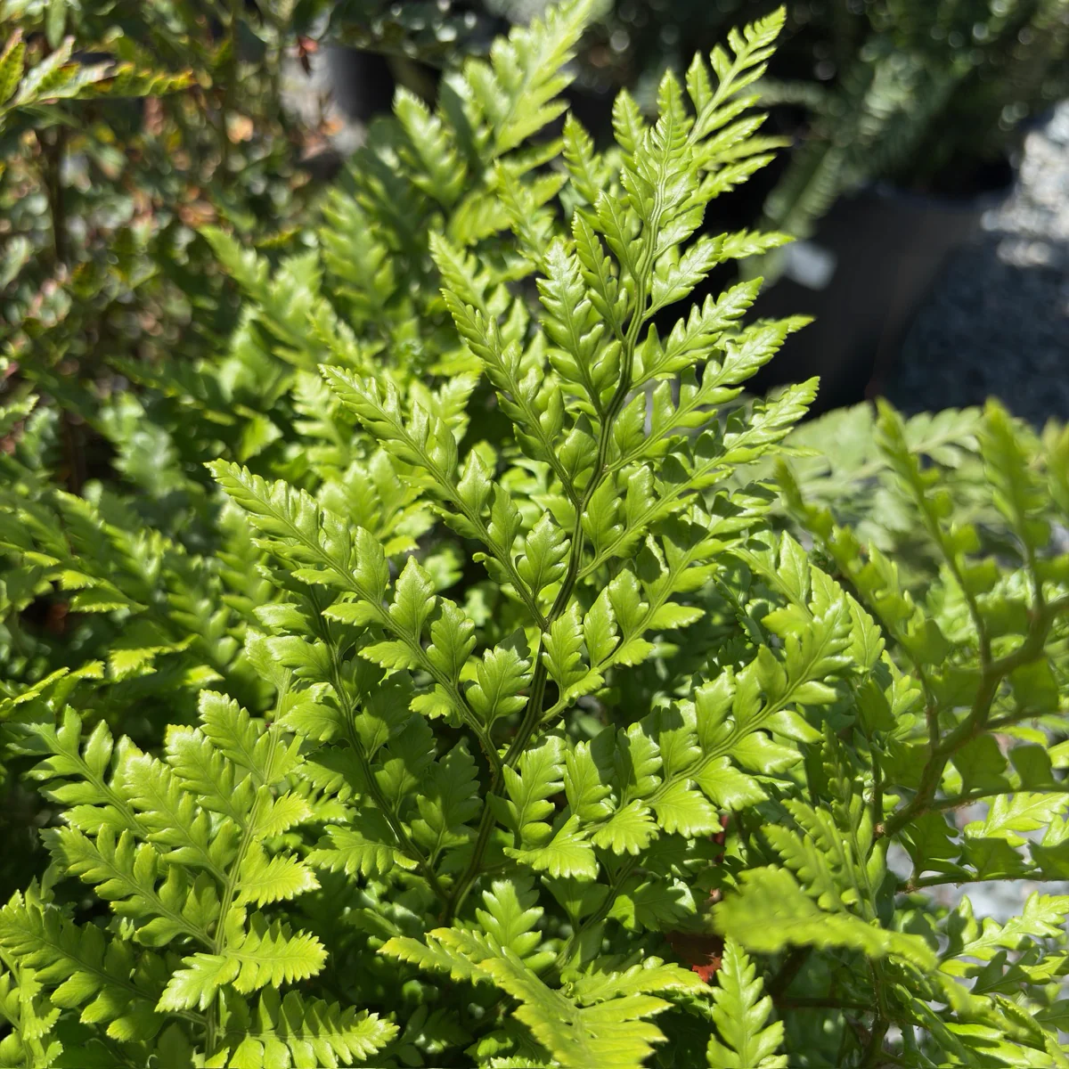 Leatherleaf Fern - Image 1