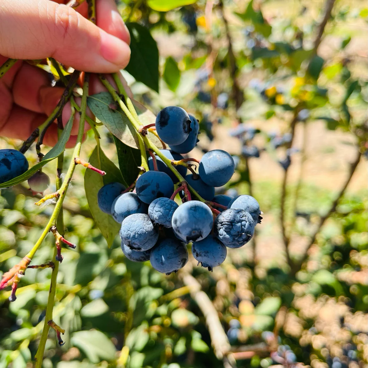 Legacy Blueberry - Image 1