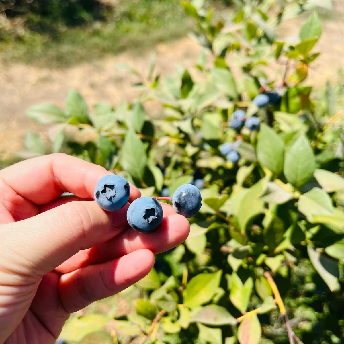 Legacy Blueberry - Image 2
