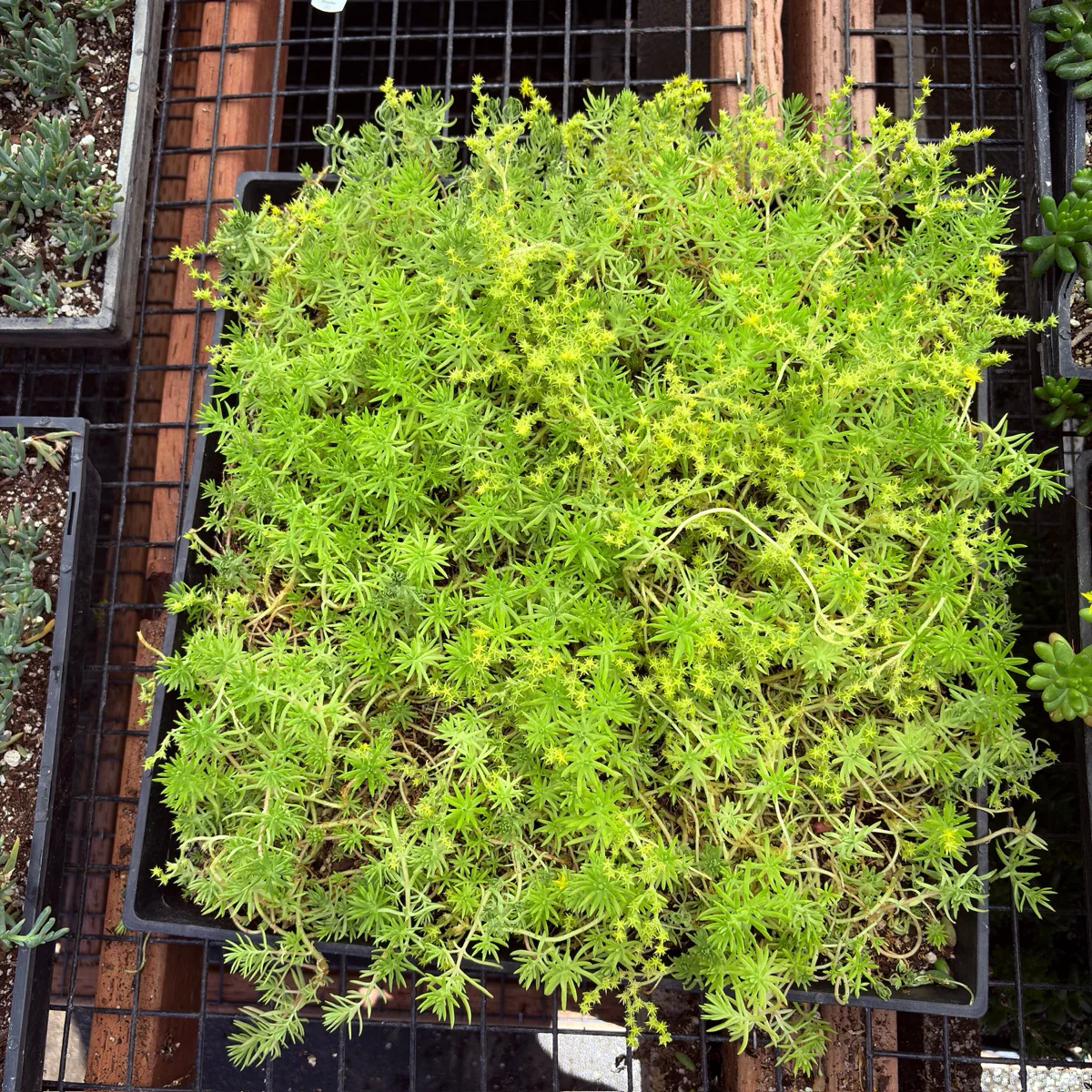 Lemon Ball Stonecrop