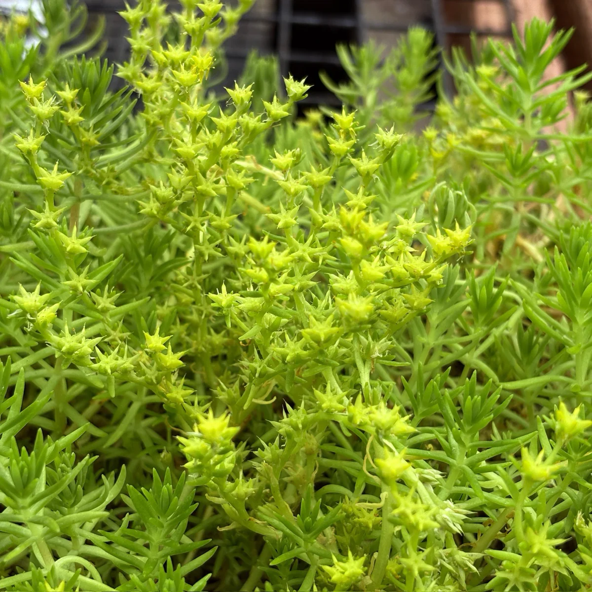 Lemon Ball Stonecrop - Image 2