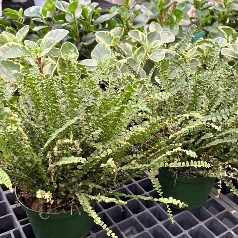 Lemon Button Fern