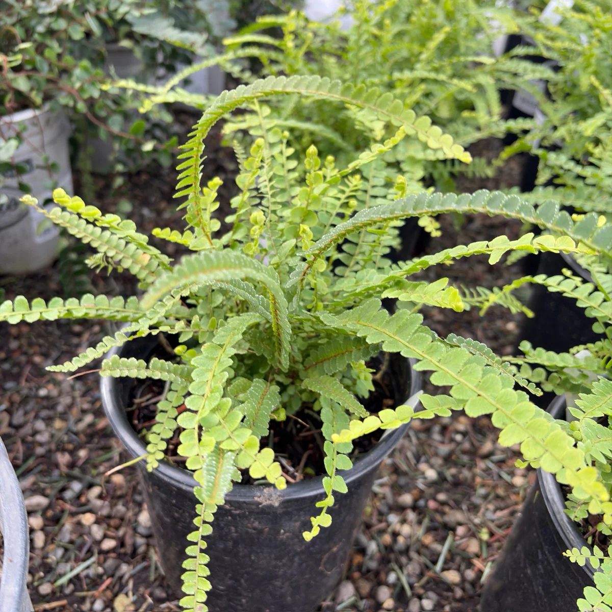 Lemon Button Fern - Image 3