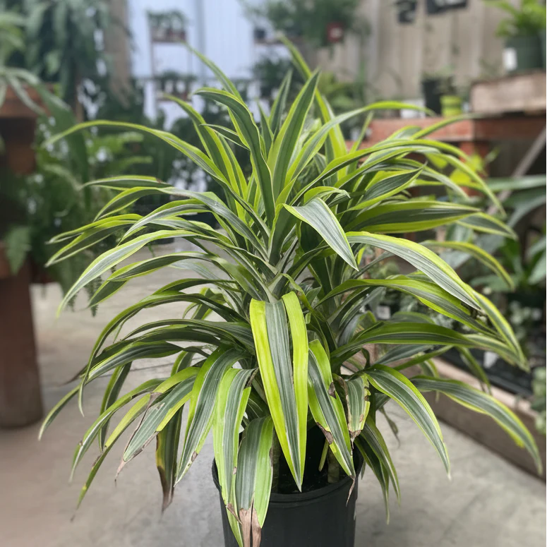 Lemon Lime Corn Plant