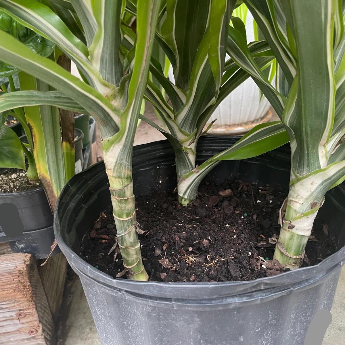 Lemon Lime Corn Plant - Image 2