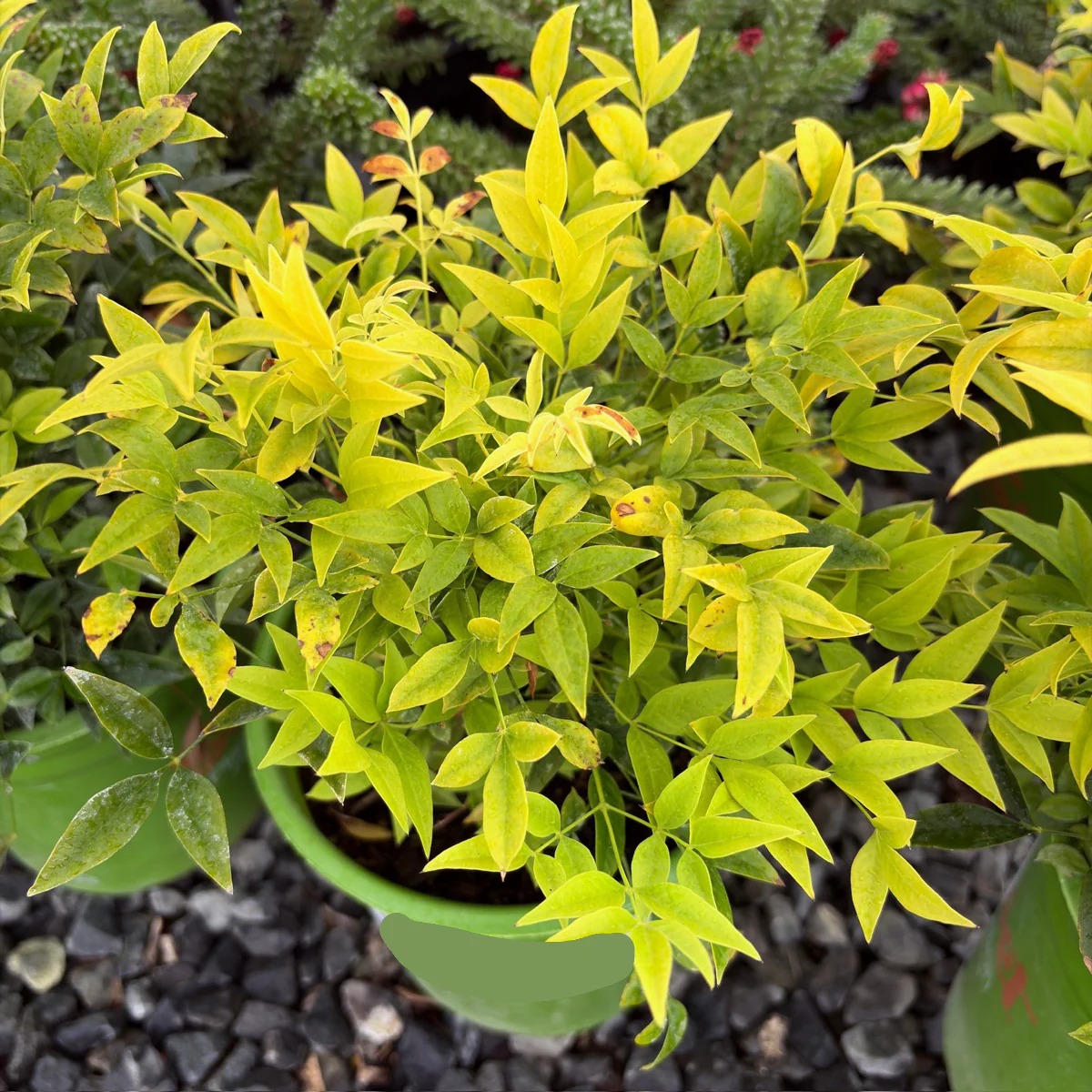 Lemon Lime Heavenly Bamboo - Image 2