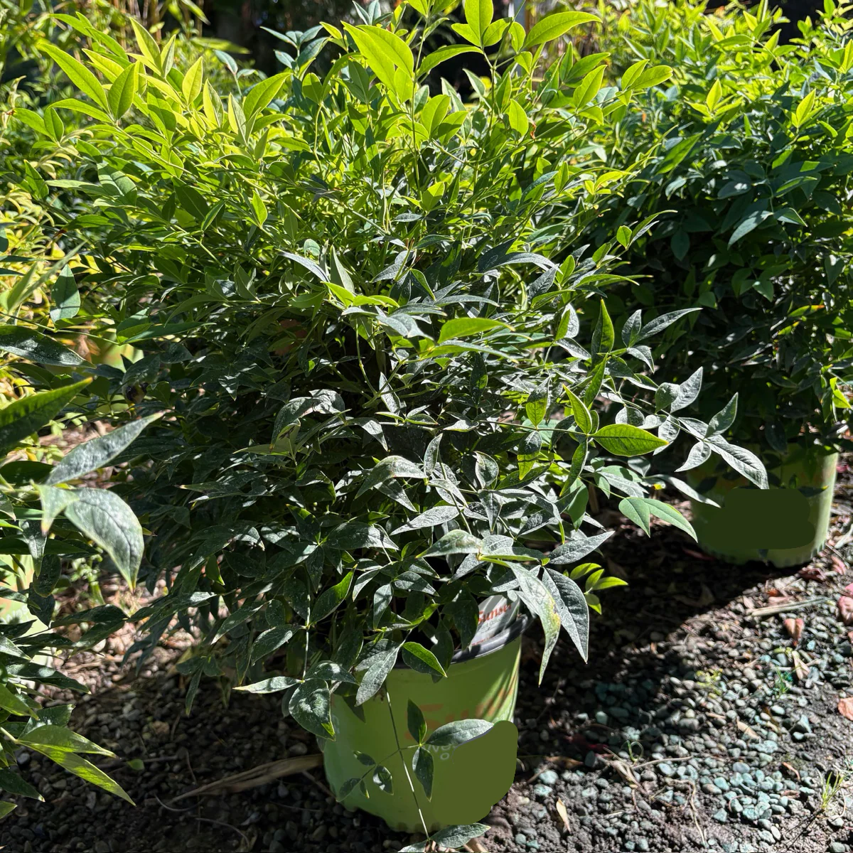 Lemon Lime Heavenly Bamboo - Image 3