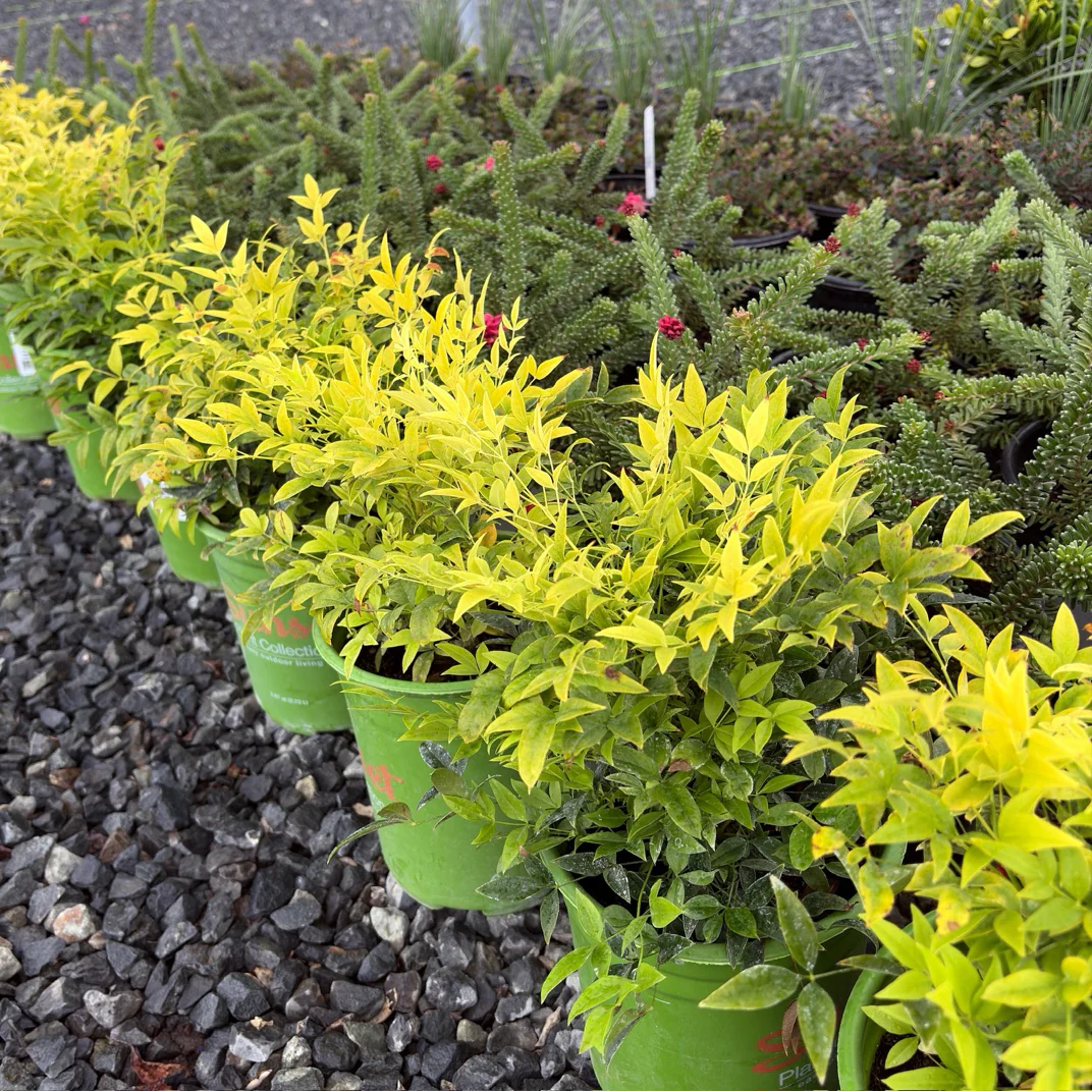 Lemon Lime Heavenly Bamboo