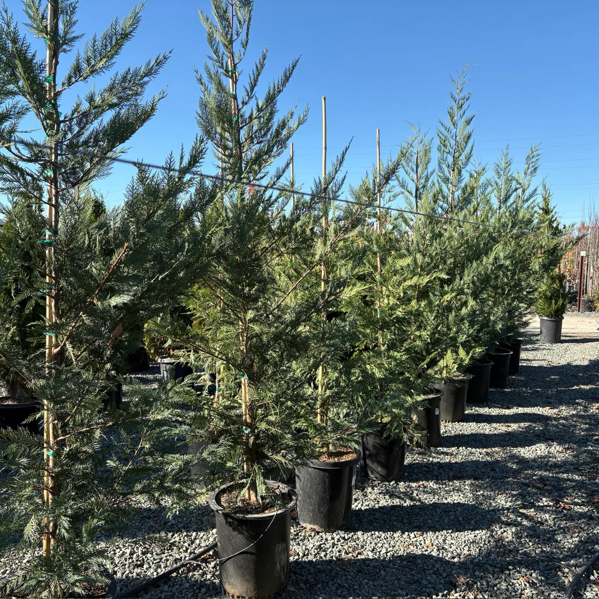Leyland Cypress - Image 1
