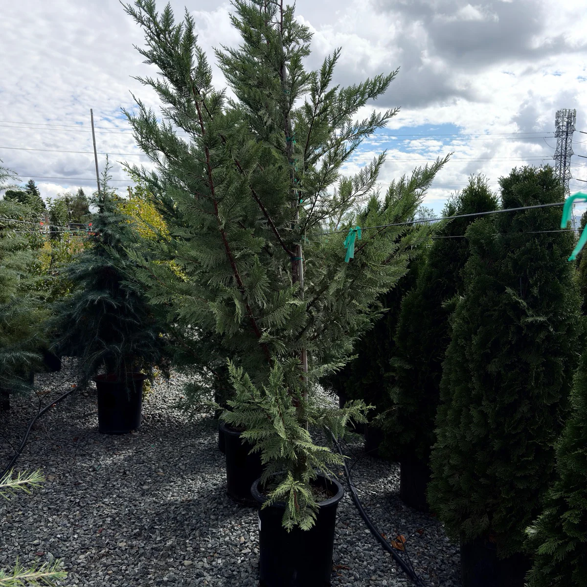 Leyland Cypress - Image 3