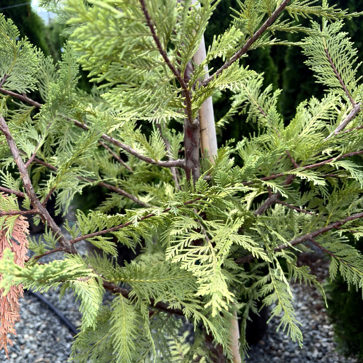 Leyland Cypress - Image 2