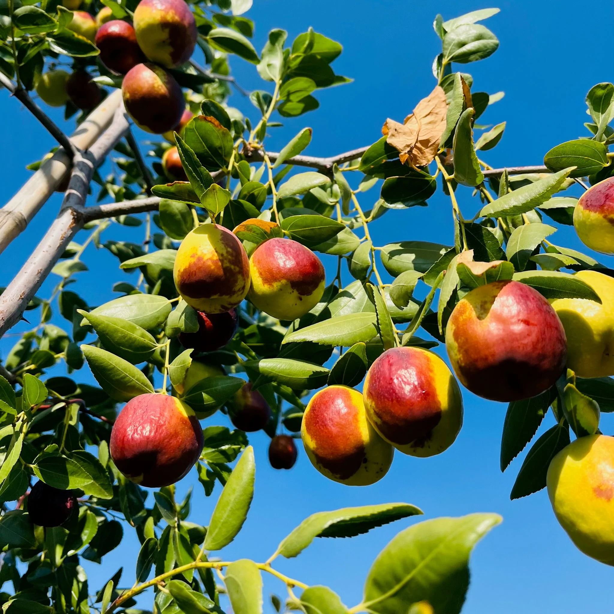 Li Jujube - Image 2
