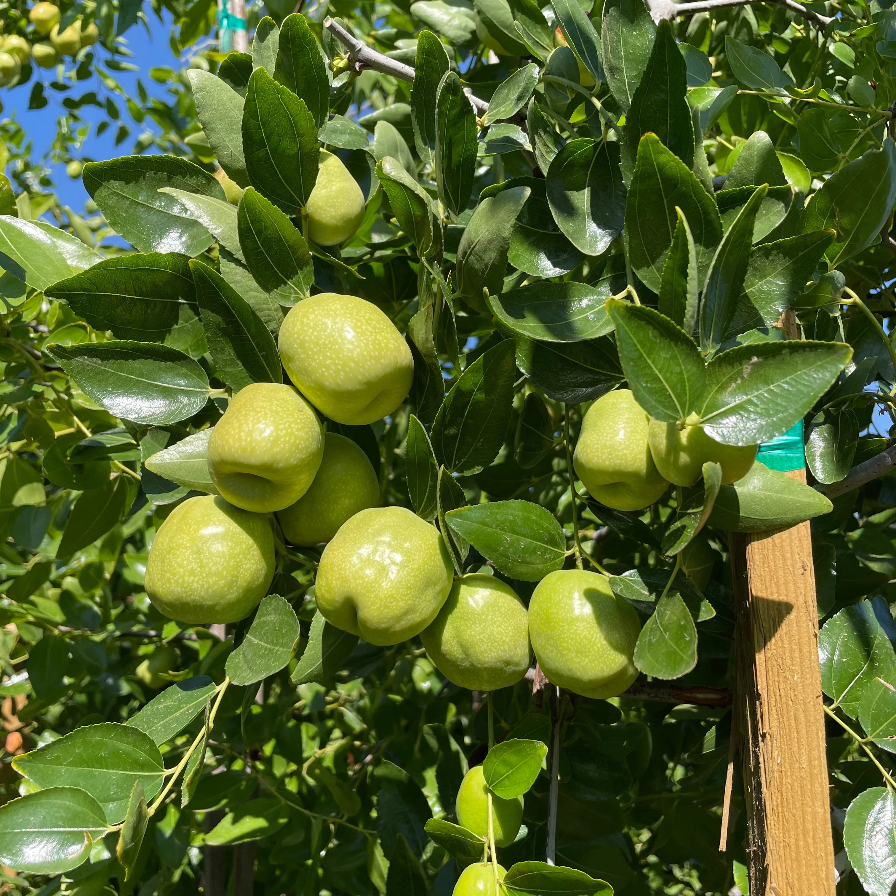 Li Jujube - Image 3