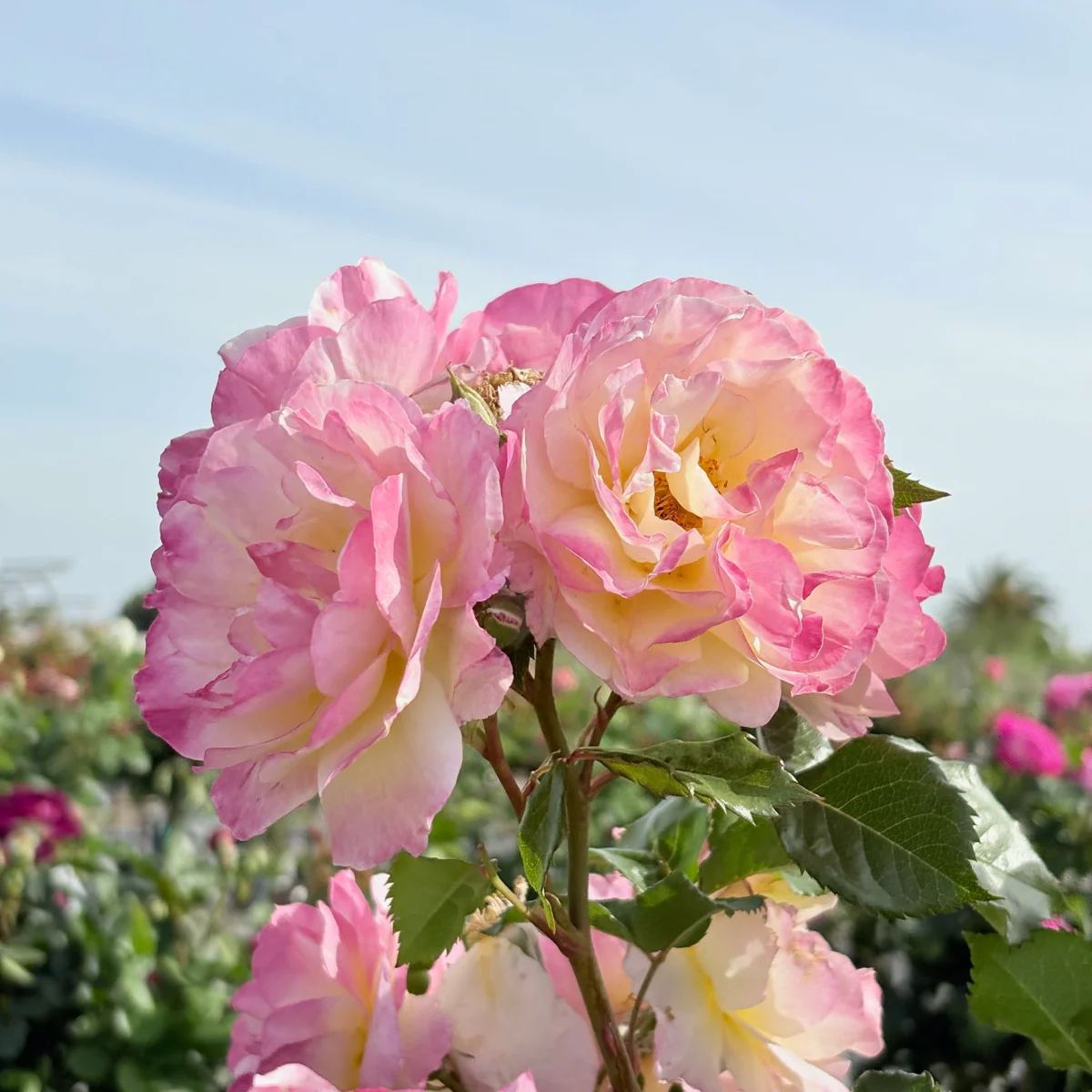 Life of the Party Floribunda Rose - Image 1