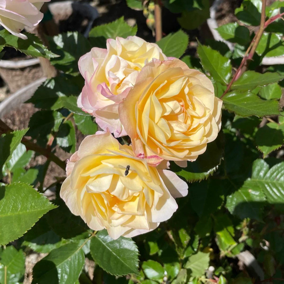 Life of the Party Floribunda Rose - Image 2