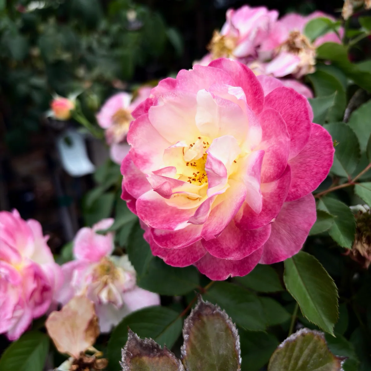 Life of the Party Floribunda Rose - Image 3