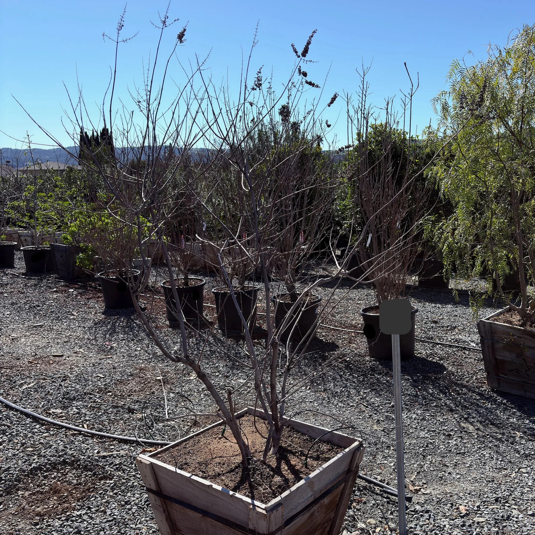 Chaste Tree - Image 2