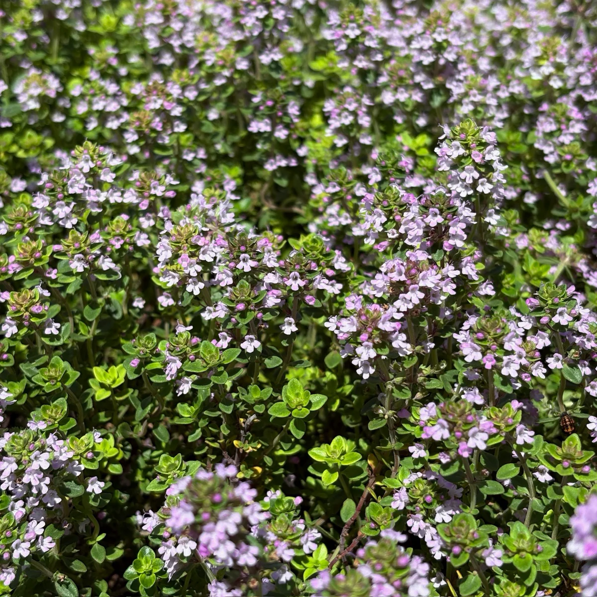 Lime Thymus - Image 1