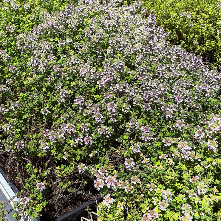 Lime Thymus - Image 2