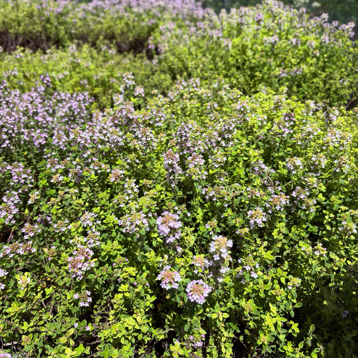 Lime Thymus - Image 3