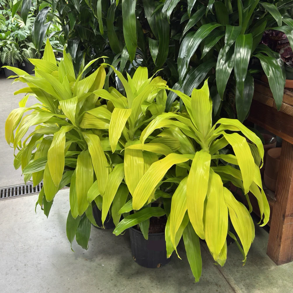 Limelight Corn Plant - Image 1