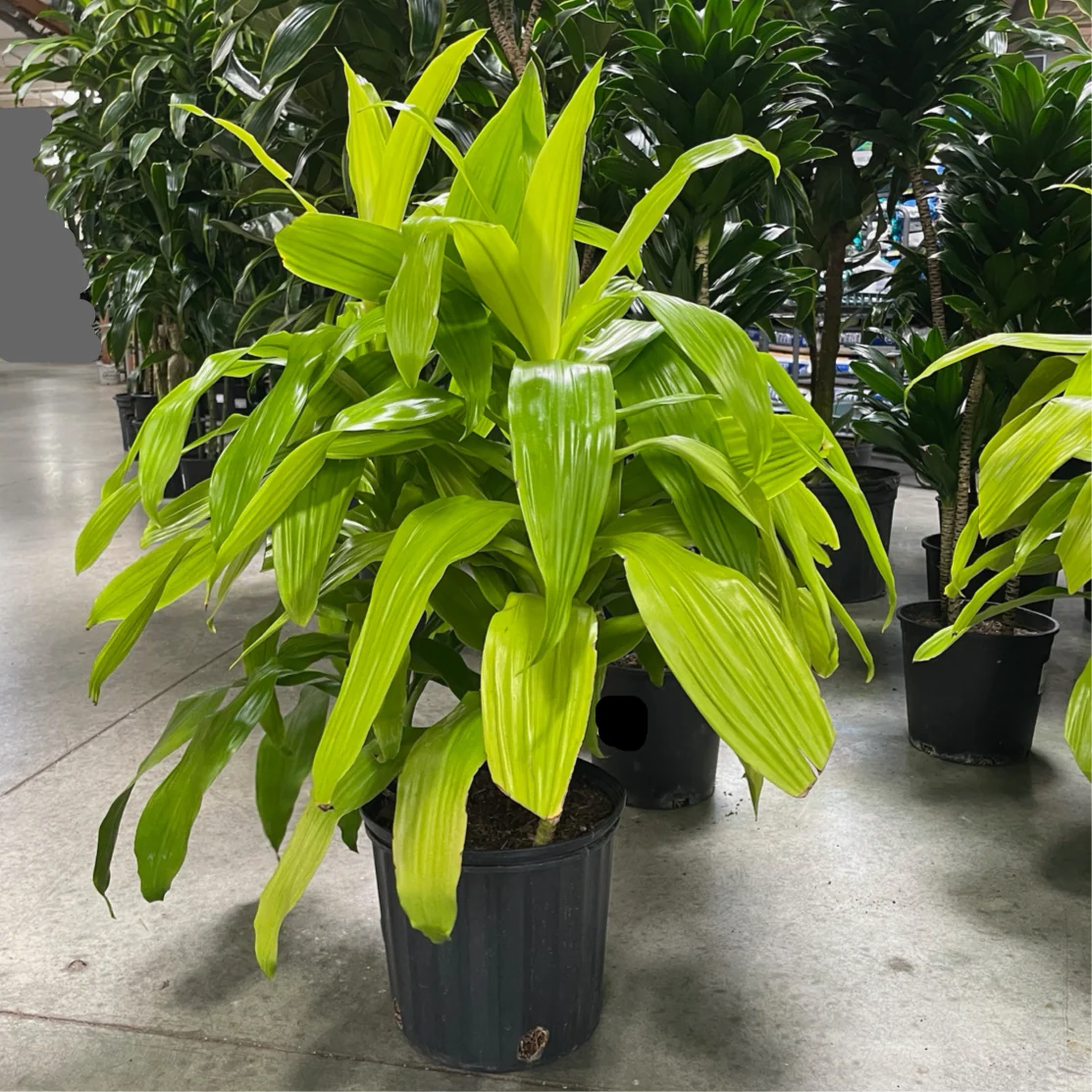 Limelight Corn Plant - Image 2