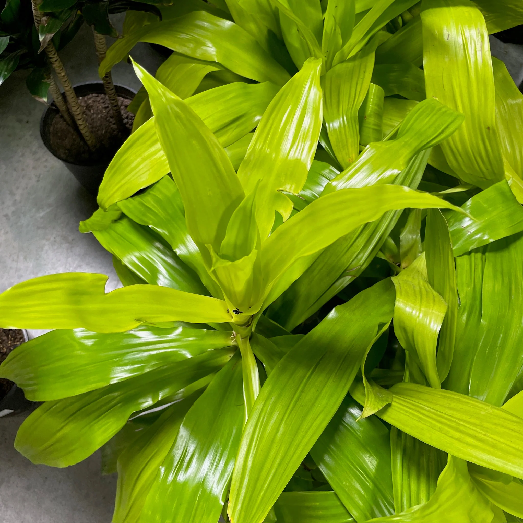 Limelight Corn Plant - Image 3