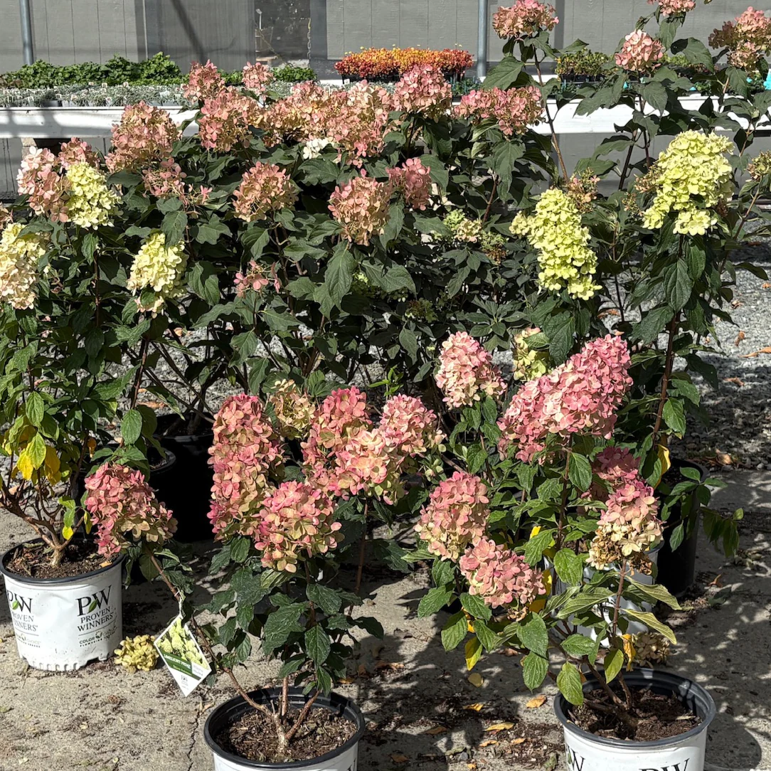 Limelight Panicle Hydrangea