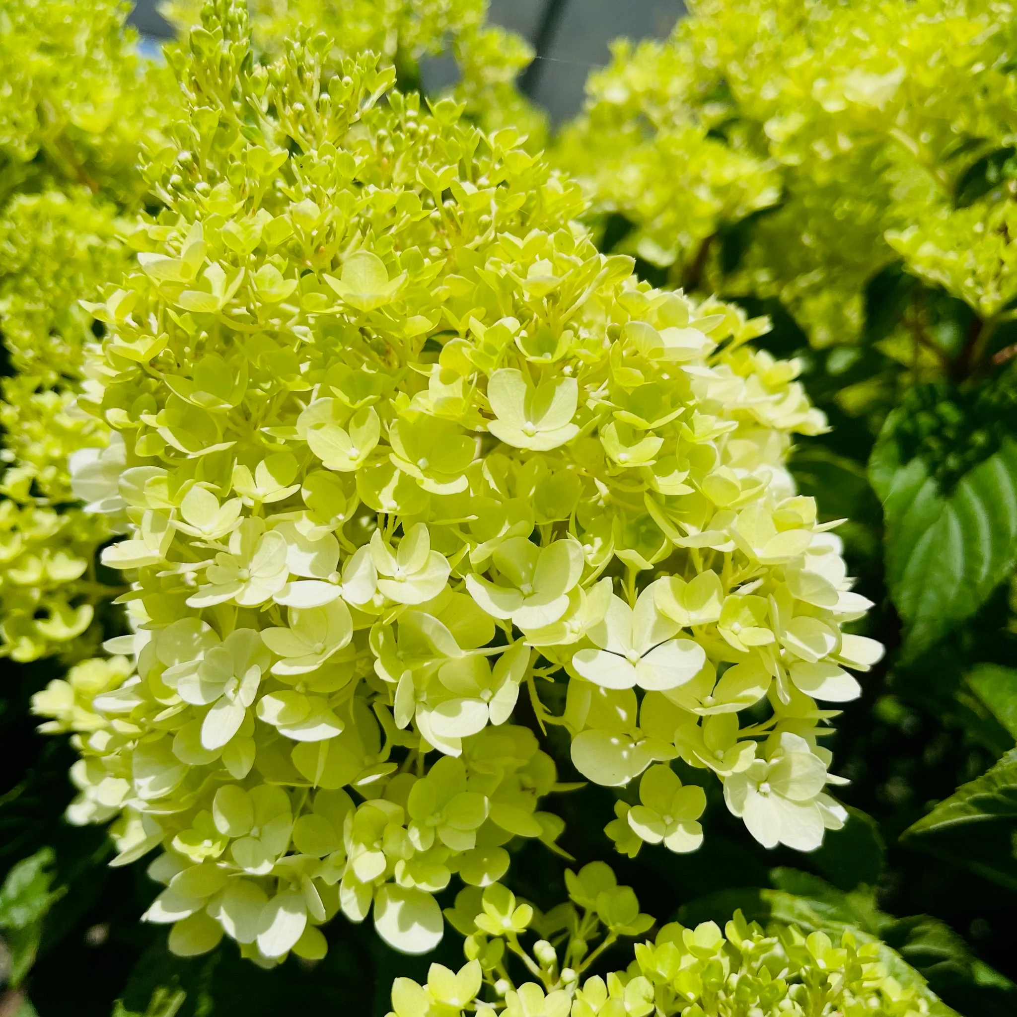 Limelight Panicle Hydrangea - Image 2