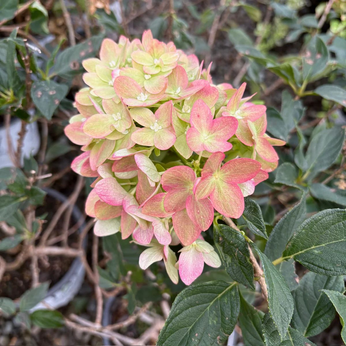 Limelight Panicle Hydrangea - Image 3