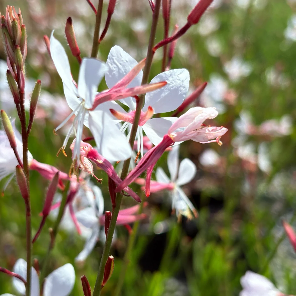 Ballerina White Beeblossom - Image 1