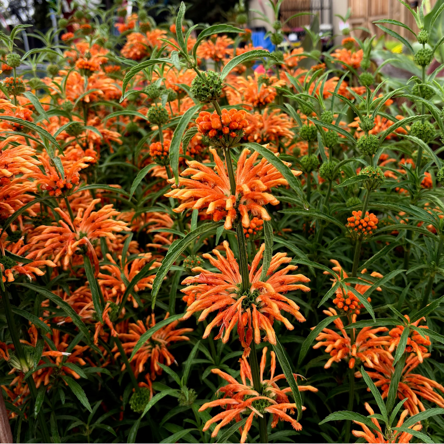 Lion's Tail - Image 1
