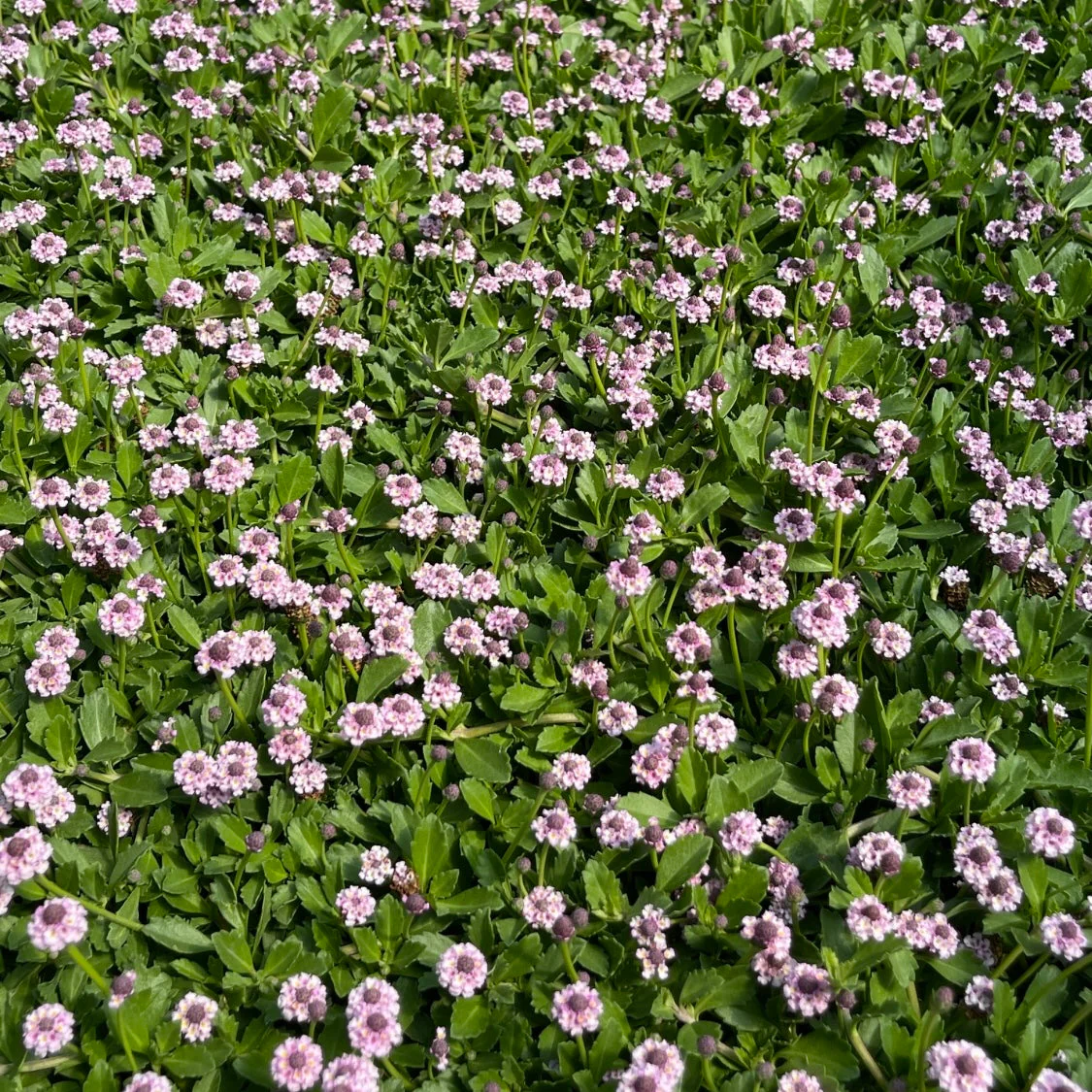 Lippia Grass
