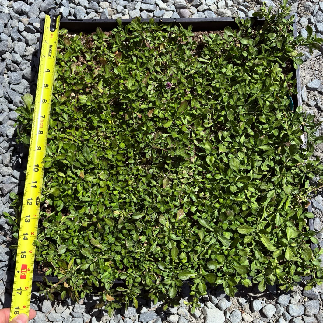 Lippia Grass - Image 2
