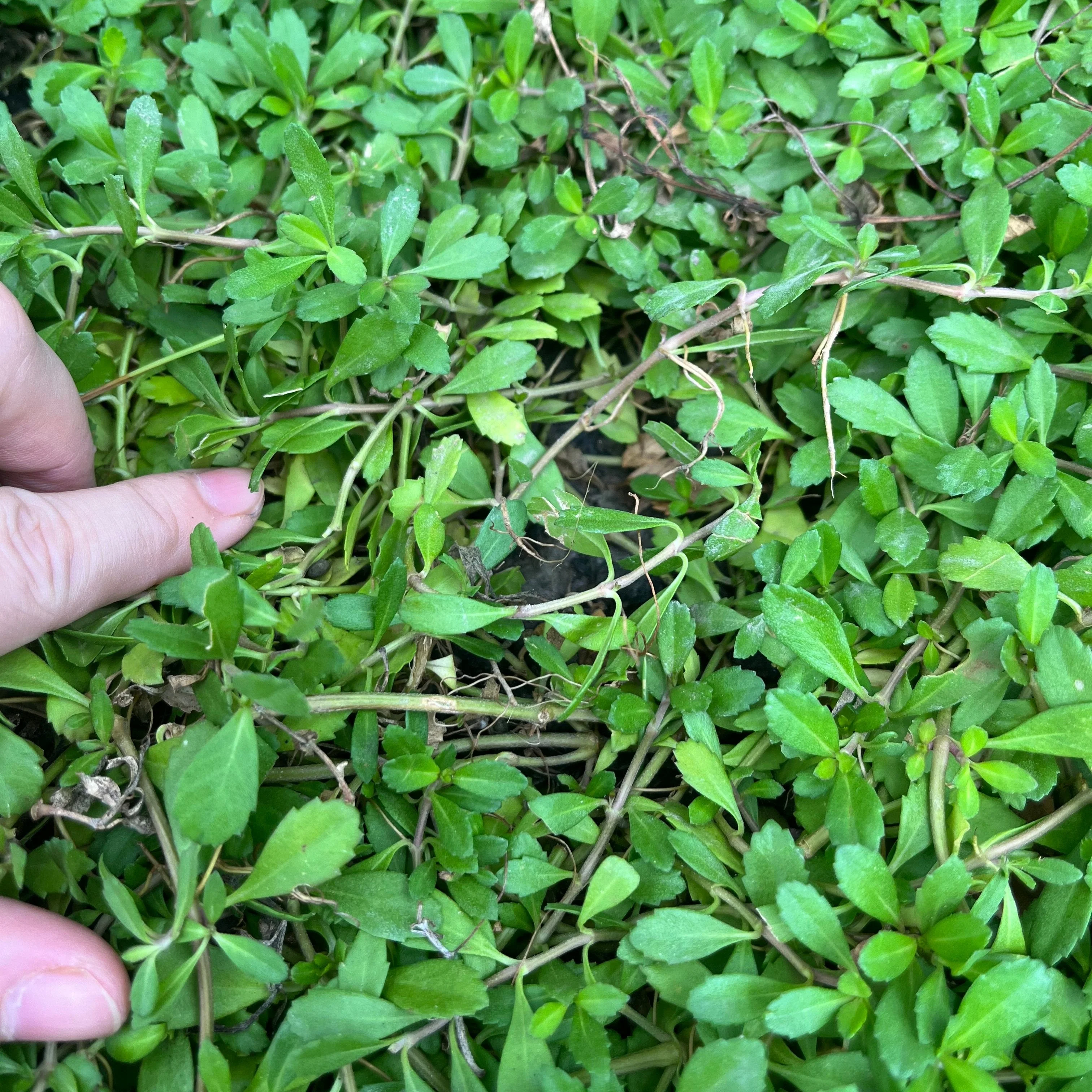 Lippia Grass - Image 3