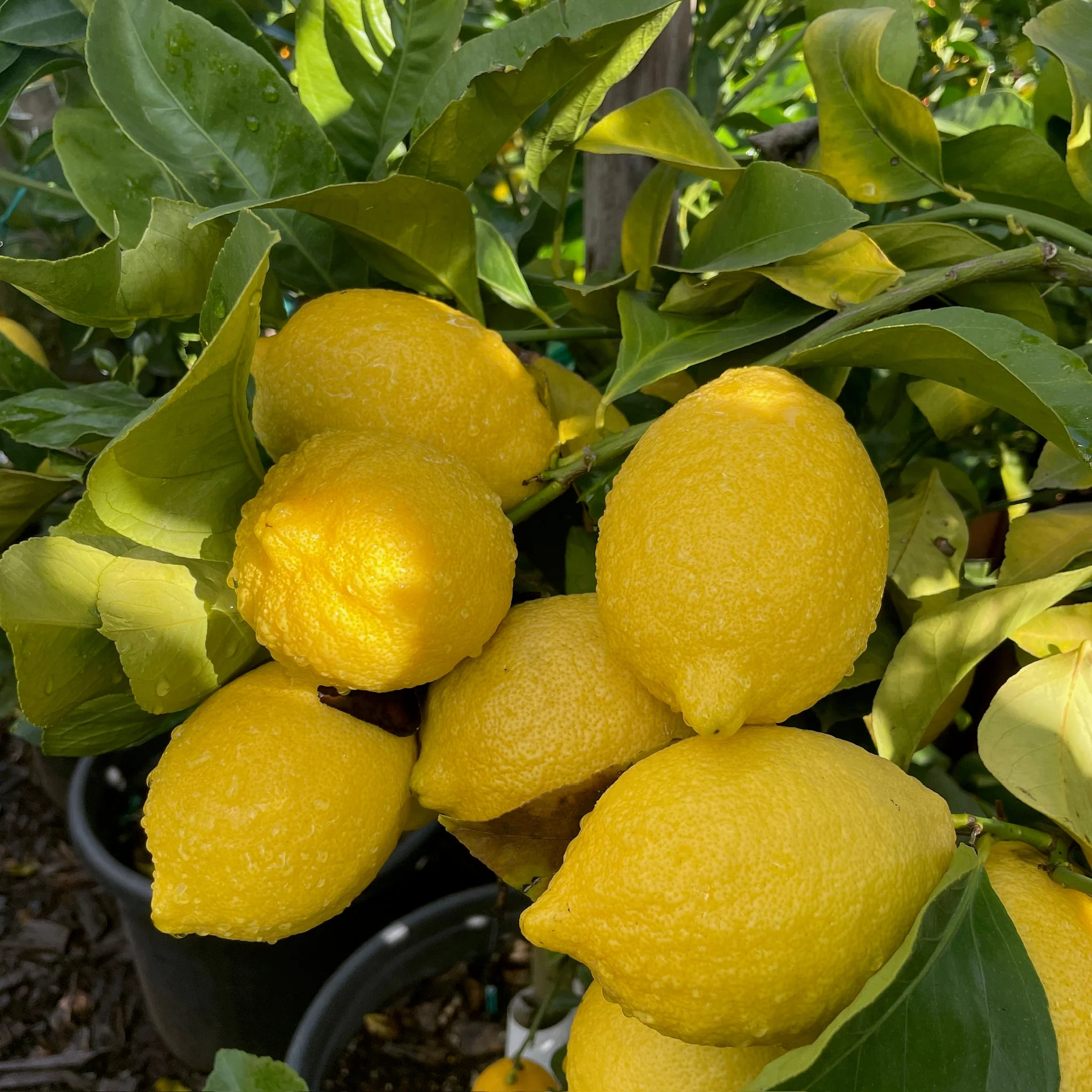 Lisbon Lemon - Image 2