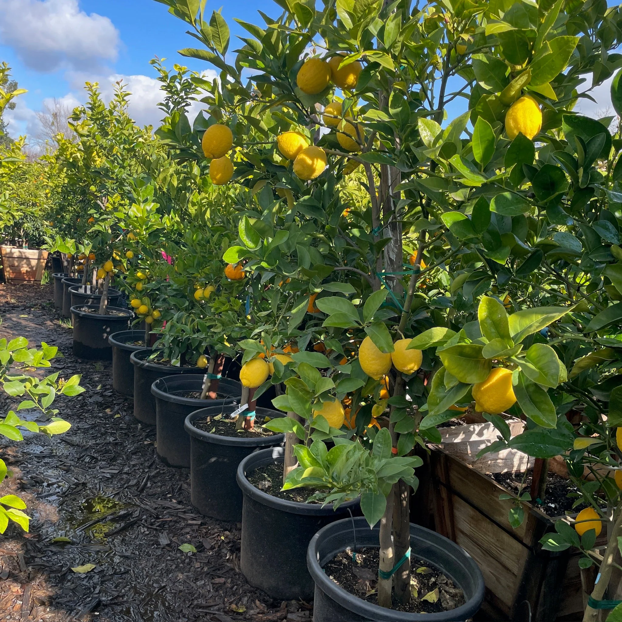 Lisbon Lemon - Image 1